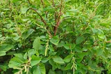 Cây dại mọc bờ rào nay làm thành đặc sản nổi tiếng, trồng 35 ngày cho thu hoạch, giá 80.000 đồng/kg được ưa chuộng ở thành phố