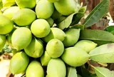 Loại quả đặc sản An Giang xưa chín rụng đầy nay bán 80.000 đ/kg, trồng một lần thu hoạch nhiều năm, du khách thích thú