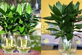3 vị trí tốt nhất trồng cây phát tài phát lộc