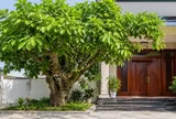 3 vị trí tốt nhất trồng cây Sung thu hút tài lộc