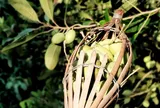Nghề lạ ở Việt Nam: Trồng cây "1 vốn 4 lời", từng mọc dại khắp nơi nay thành đặc sản miền Tây, nông dân vươn lên làm giàu