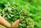 Cây dại mọc bờ rào nay làm thành đặc sản nổi tiếng, trồng 45 ngày cho thu hoạch, giá 55.000 đồng/kg được ưa chuộng ở thành phố
