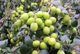 11 loại quả bạn có thể ăn cả vỏ, giàu vitamin và chất xơ, ở chợ Việt bán nhiều với giá rẻ, từ 15.000 đồng/kg