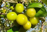 Loại quả đặc sản Hải Phòng xưa chín rụng đầy nay bán 100.000 đ/kg, trồng một lần thu hoạch nhiều năm, du khách thích mê