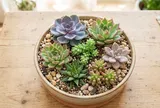 5 lời khuyên quan trọng đối với những người thích trồng sen đá