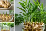 Cách trồng gừng thủy sinh tại nhà để cây xanh tốt, đẻ nhiều nhánh, củ phát triển khỏe