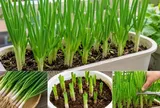 Cách trồng hành lá trong chậu đơn giản, xanh tốt quanh năm, tránh sai lầm khiến cây vàng úa