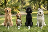 Chọn 1 chú chó bạn muốn nuôi nhất