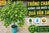 Mẹo trồng chanh sai trĩu quả, mọng nước