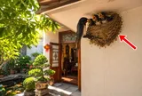 5 vật vào nhà làm tổ báo hiệu phong thuỷ rất vượng