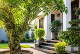 Trồng cây sung phong thủy nên trồng trước hay sau nhà? Vị trí nhiều người chọn sai
