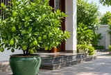Vì sao nhiều người khuyên nên trồng một chậu chanh trước nhà?