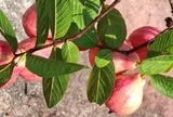 Loại quả mọc bờ rào xưa chín rụng đầy nay thành đặc sản 70.000 đ/kg, trồng một lần thu hoạch nhiều năm, người thành phố ưa chuộng