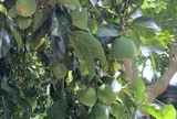 Loại quả đặc sản Cao Bằng xưa chín rụng đầy nay bán 400.000 đ/kg, trồng một lần thu hoạch nhiều năm, du khách thích mê