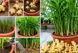 Cách trồng gừng trong chậu để gừng đẻ nhiều nhánh, nhiều củ