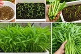 Cách trồng rau muống trong chậu dễ dàng, thu hái quanh năm