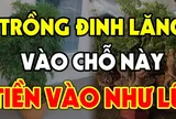 Cây Đinh Lăng trấn giữ của cải đừng trồng linh tinh: Trồng vị trí này tiền vào như nước