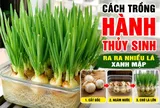 Cách trồng hành thuỷ sinh ra ra nhiều lá xanh mập