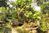 Cây ăn quả quen thuộc ở quê "lên chậu" thành bonsai đẹp lạ, mang ý nghĩa phong thuỷ, giá đắt vẫn được săn lùng