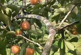 Loại quả xưa chín rụng đầy gốc nay thành đặc sản 140.000 đ/kg, trồng một lần thu hoạch nhiều năm, người thành phố ưa chuộng