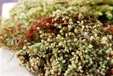 Loại quả xưa chín rụng đầy gốc nay thành đặc sản được ưa chuộng, trồng một lần thu hoạch nhiều năm, 300.000 đ/kg