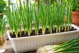 Cách trồng hành lá từ gốc bỏ đi, mẹo để có chậu hành xanh tốt quanh năm