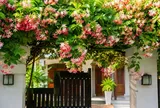 Những điều nhất định phải nhớ khi có giàn sử quân tử trước nhà, tránh gây hại