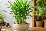 Vì sao nhiều người thích trồng gừng làm cây cảnh, không chỉ để lấy củ