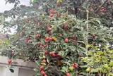 Loại quả mọc bờ rào xưa chín rụng đầy nay thành đặc sản 120.000 đ/kg, trồng một lần thu hoạch nhiều năm, người thành phố ưa chuộng