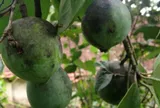 Loại quả đặc sản Phú Thọ xưa chín rụng đầy nay bán 70.000 đ/kg, trồng một lần thu hoạch nhiều năm, hương vị đặc biệt