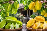 Cây khế chua và khế ngọt trong phong thủy có khác nhau về ý nghĩa không? Nên chọn loại nào?