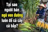 Tại sao người bán ngô ven đường luôn để cả cây cả bắp?