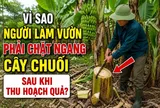 Vì sao người làm vườn phải chặt ngang cây chuối sau khi thu hoạch quả?