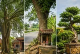 Người xưa dặn: Thấy 3 loại cây này, chớ tùy tiện chặt bỏ kẻo bị cho là “động” vào phúc lộc