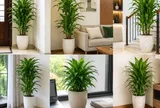 Những vị trí trồng cây thiết mộc lan tốt cho phong thủy tăng sinh khí trong nhà, tạo cảm giác tài lộc