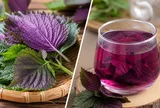 Uống nước tía tô hay ăn lá tía tô tốt hơn?