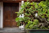 Vì sao người xưa kiêng trồng cây dâu tằm trước nhà, nhưng ngày nay nhiều người lại chọn làm bonsai?