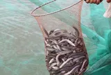 Nghề lạ ở Việt Nam: Đánh liều nuôi loài đặc sản thích sống theo đàn, sinh sản nhanh, nông dân vươn lên làm giàu
