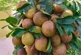 Loại quả mọc bờ rào xưa chín rụng đầy nay thành đặc sản 50.000 đ/kg, trồng một lần thu hoạch nhiều năm, được ưa chuộng ở thành phố