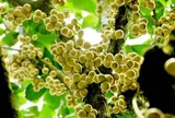 Loại quả đặc sản Cần Thơ xưa chín rụng đầy nay bán 40.000 đ/kg, trồng một lần thu hoạch nhiều năm, du khách thích mê