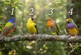 Chọn 1 chú chim bạn thích nhất