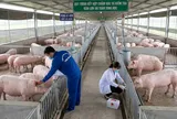 Hơn 112.000 tấn thịt lợn giá rẻ đổ vào Việt Nam, giá bình quân chỉ 43.000 đồng/kg