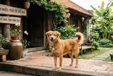 Nhà đột nhiên xuất hiện những con vật này: Có trường hợp là điềm may, có trường hợp cần kiểm tra ngay