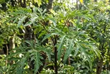 Tin vui cho những nhà đang trồng cây đinh lăng