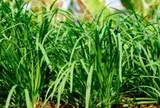 Loại rau lớn nhanh như thổi, giàu dưỡng chất, trồng một lần thu hoạch nhiều năm giúp nông dân đổi đời