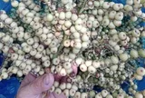 Loại quả xưa chín rụng đầy gốc nay thành đặc sản 70.000 đ/kg, trồng một lần thu hoạch nhiều năm, người thành phố ưa chuộng