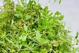 Cây dại mọc bờ rào nay thành đặc sản nổi tiếng, trồng 2 tháng cho thu hoạch, giá 65.000 đồng/kg người thành phố ưa chuộng