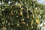 Loại quả đặc sản Sơn La xưa chín rụng đầy nay bán 75.000 đ/kg, trồng một lần thu hoạch nhiều năm, hương vị đặc biệt