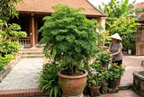 Nhà nào trồng cây đinh lăng cũng nên biết 4 điều này, dùng đúng thì tiện ích, dùng sai dễ phản tác dụng
