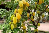 Tin vui cho những nhà đang trồng cây khế